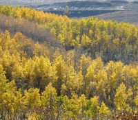 34-gallery-bhs-fall-trees-grpp