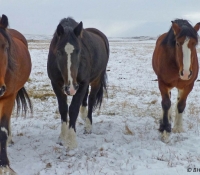 38-gallery-three-horses
