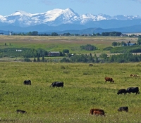 40-gallery-mtns-cows-copy